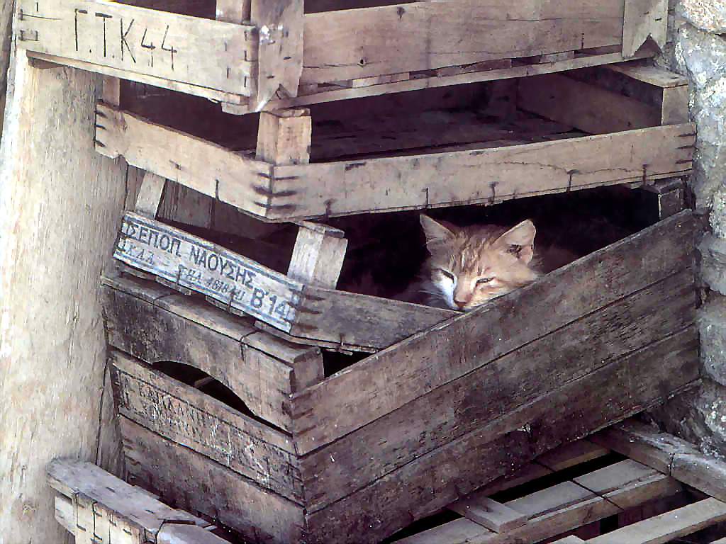 Gatti (234)